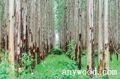 批木网 anywood.com