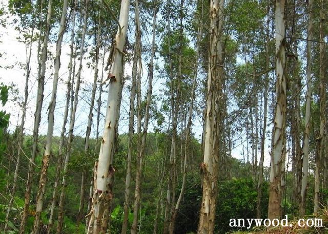 批木网 anywood.com