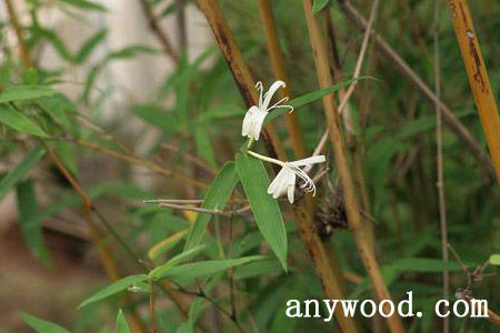 批木网 anywood.com