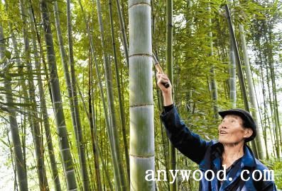 批木网 anywood.com