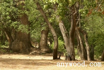 批木网 anywood.com