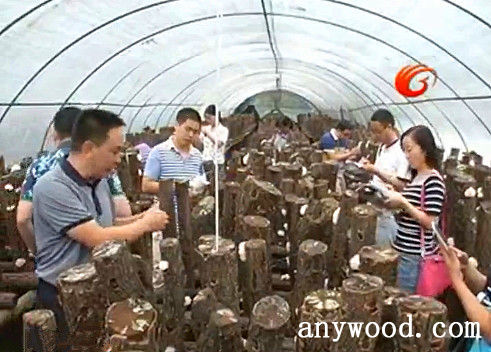 批木网 anywood.com