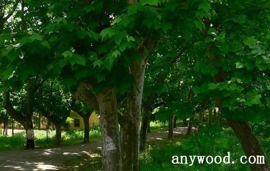批木网 anywood.com