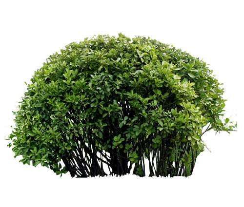 批木网 anywood.com