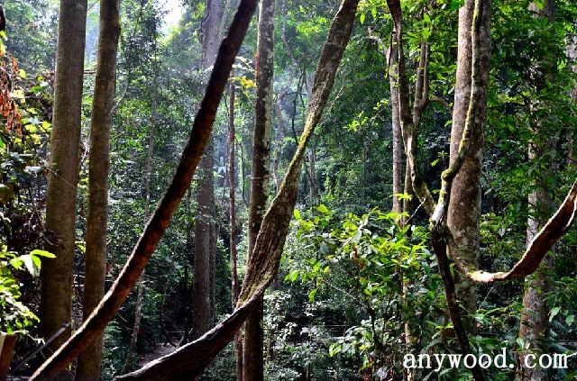 批木网 anywood.com