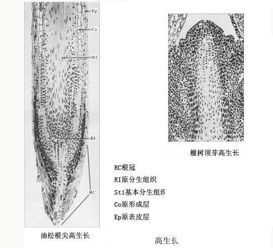 批木网 anywood.com