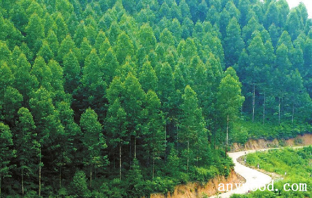 批木网 anywood.com