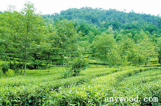 批木网 anywood.com