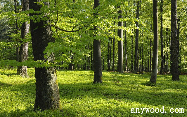 批木网 anywood.com