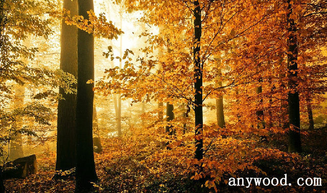 批木网 anywood.com