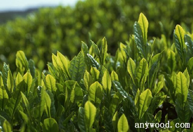 批木网 anywood.com