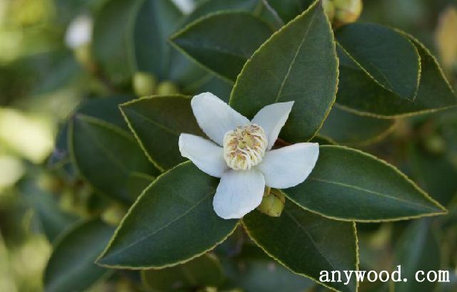批木网 anywood.com
