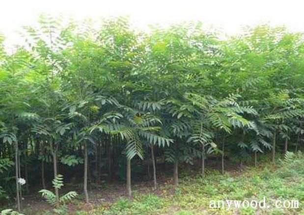 批木网 anywood.com