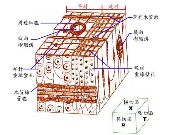针叶材细胞构造