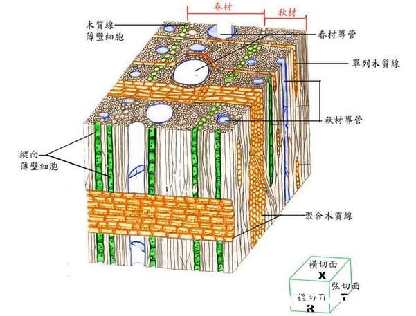 阔叶材细胞构造
