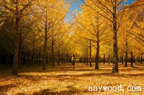 批木网 anywood.com