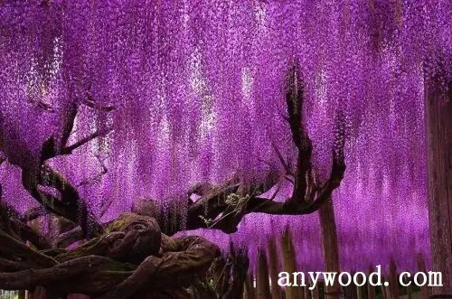 批木网 anywood.com