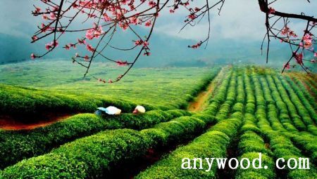 批木网 anywood.com