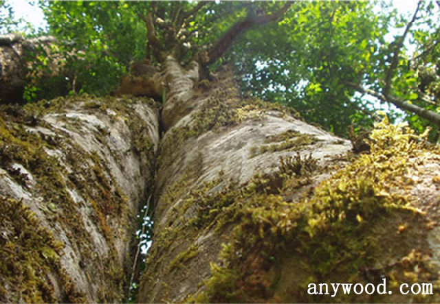 批木网 anywood.com