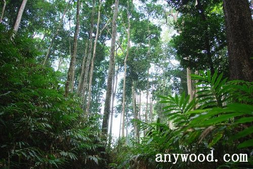 批木网 anywood.com