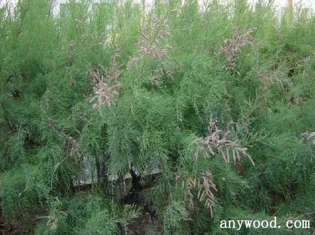 批木网 anywood.com