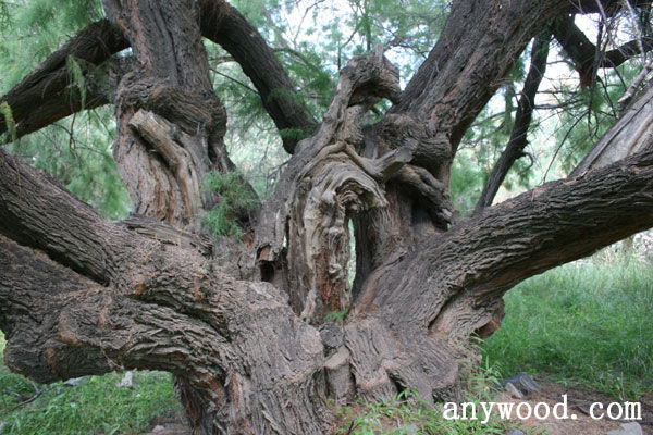 批木网 anywood.com