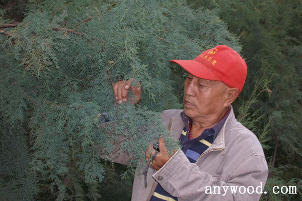 批木网 anywood.com