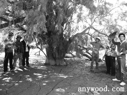 批木网 anywood.com