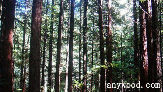 批木网 anywood.com