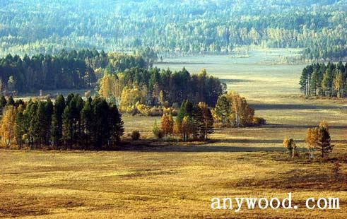 批木网 anywood.com