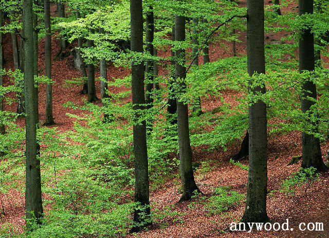 批木网 anywood.com