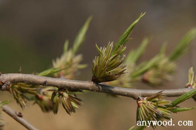 批木网 anywood.com