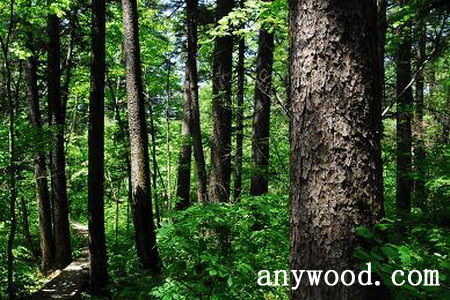 批木网 anywood.com