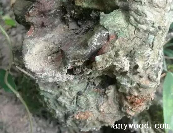 批木网 anywood.com