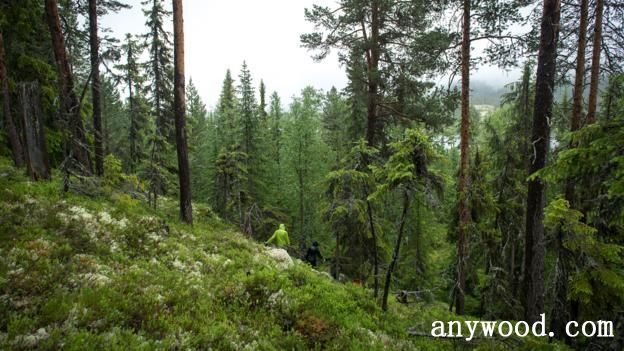 批木网 anywood.com
