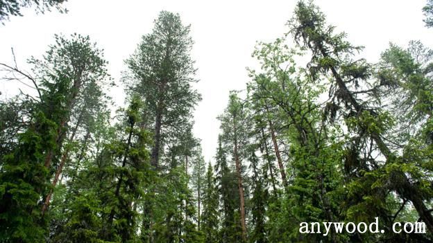 批木网 anywood.com