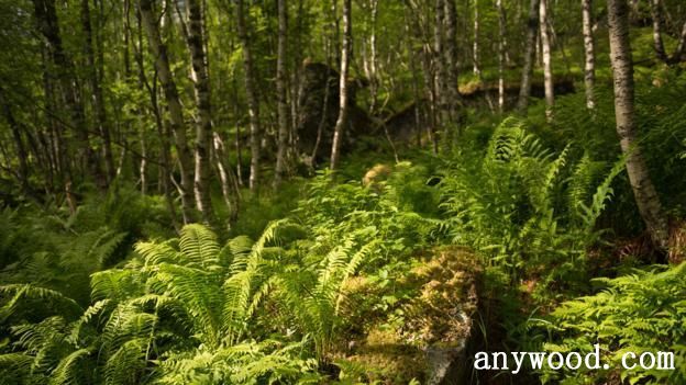 批木网 anywood.com