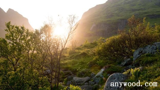 批木网 anywood.com