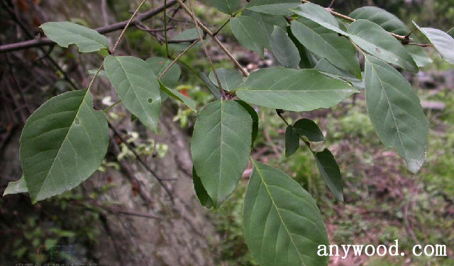 批木网 anywood.com