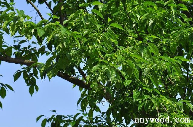 批木网 anywooda.com
