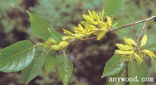 批木网 anywooda.com