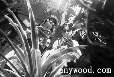 批木网 anywood.com