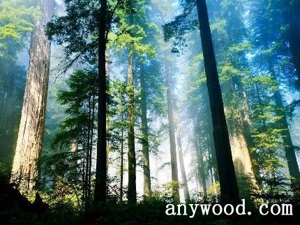 批木网 anywood.com