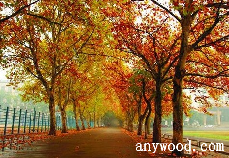 批木网 anywood.com