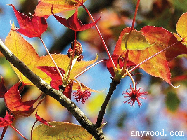 批木网 anywood.com