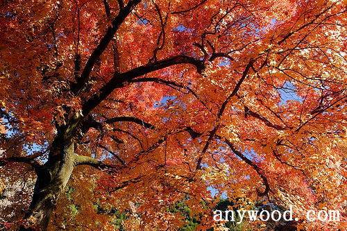 批木网 anywood.com