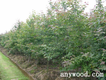 批木网 anywood.com