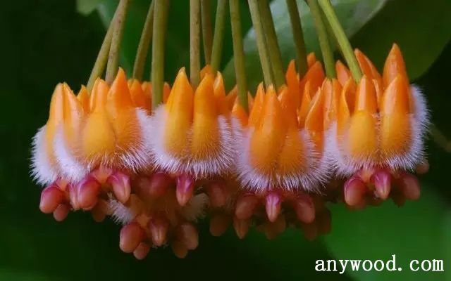 批木网 anywood.com