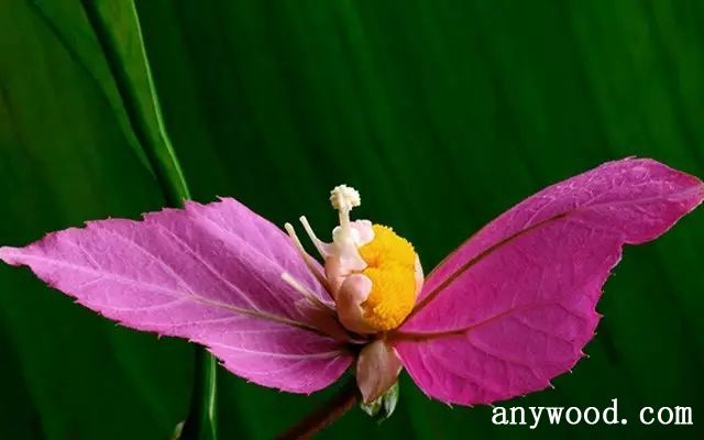 批木网 anywood.com