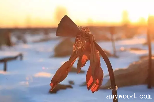 批木网 anywood.com